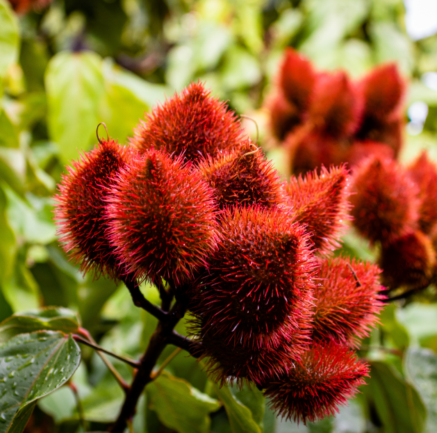 Urucum: um tesouro da Amazônia